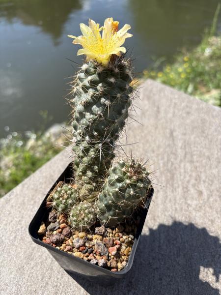 Copiapoa humilis